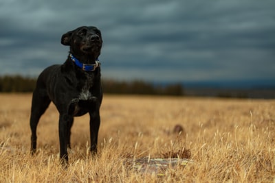 特写的照片黑狗站在乾草
